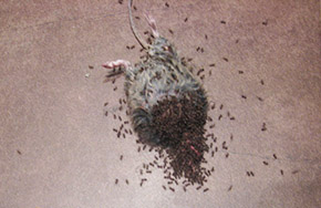 Ameisen fressen Maus [Foto: Mathias Gruß]
