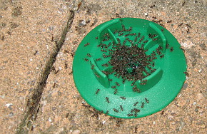 Ameisenbekämpfung mit Fraßgel [Foto: Mathias Gruß]
