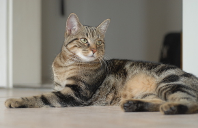 Hauskatze Hauskatze