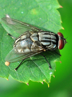 Fliegen und Mücken