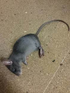 Ratten [Foto: Alexander Merkel]