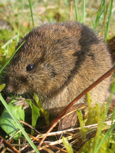 Feldmaus