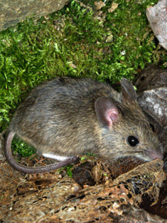 Waldmaus