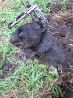 Wühlmaus oder Maulwurf? [Foto: Mathias Gruß]