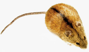 Brandmaus Brandmaus