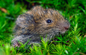 Erdmaus Erdmaus