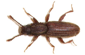 Erdnußplattkäfer Erdnußplattkäfer