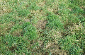 Feldmausschäden Feldmausschäden