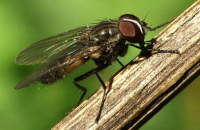 Kleine Stubenfliege