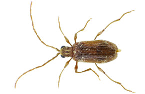 Kräuterdieb (Männchen) Kräuterdieb (Männchen)