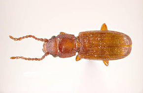 Rotbrauner Leistenkopfplattkäfer Rotbrauner Leistenkopfplattkäfer