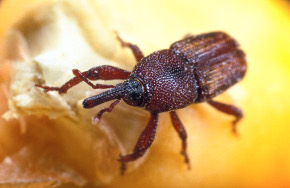 Maiskäfer Maiskäfer