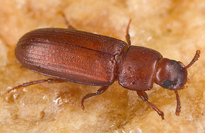 Rotbrauner Reismehlkäfer Rotbrauner Reismehlkäfer