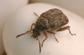 Speisebohnenkäfer Speisebohnenkäfer