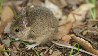 Waldmaus