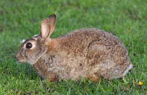 Wildkaninchen