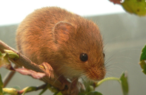 Zwergmaus Zwermaus