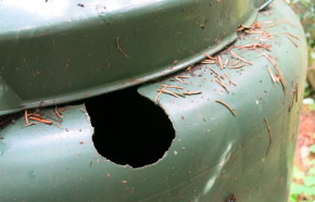 Nagespuren am Komposter [Foto: Mathias Gruß]