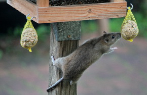 Wanderratte erklimmt Vogelhäuschen