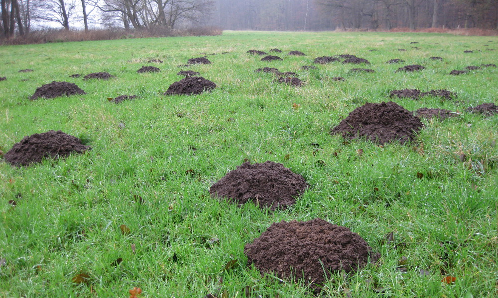 Maulwurfshügel [Foto: Mathias Gruß]