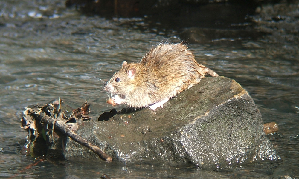 Wanderratte Wanderratte