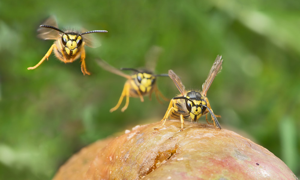 Stehen Wespen unter Naturschutz?