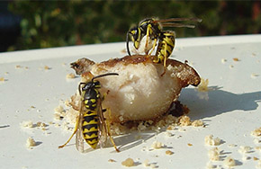 Wespen fressen Fleisch